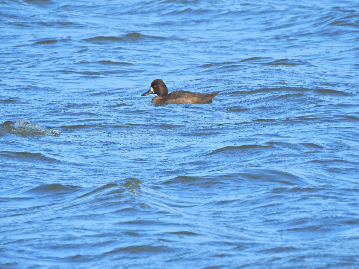 Lesser Scaup - ML644440992
