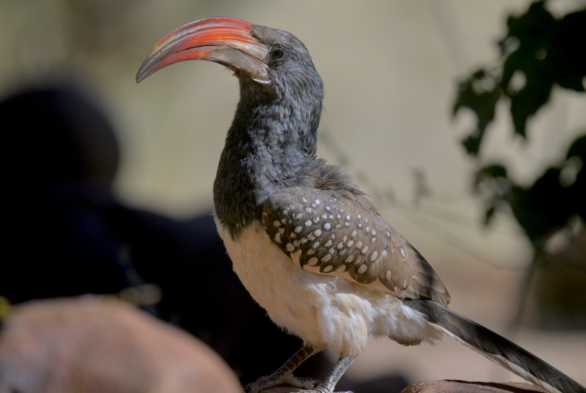 Monteiro's Hornbill - ML644441007