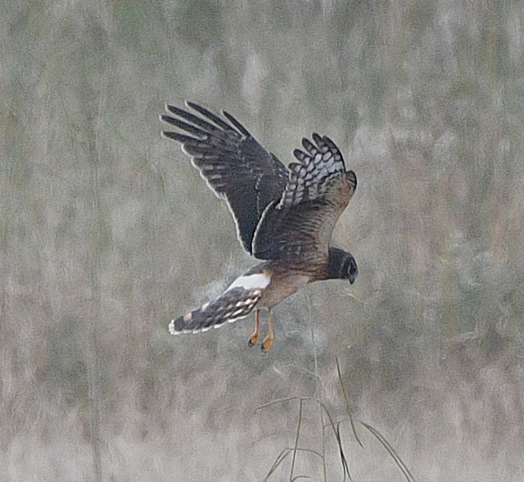 Aguilucho de Hudson - ML644441018
