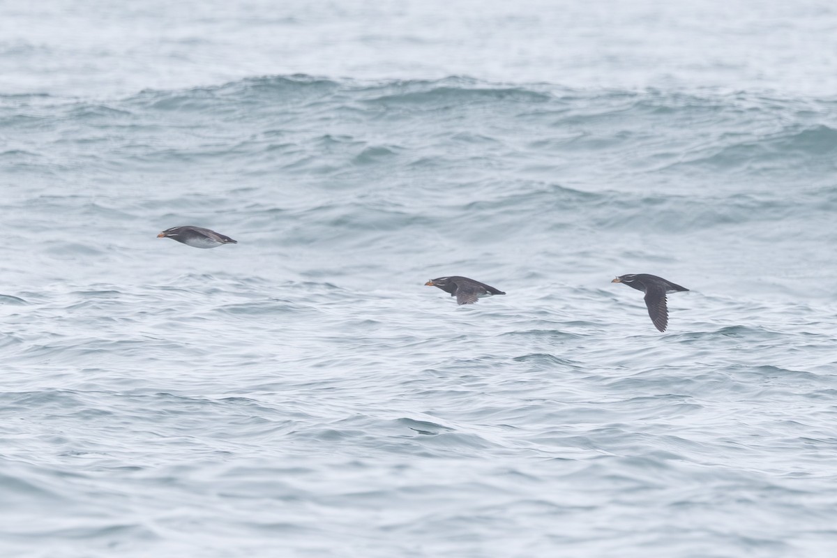 neshornlunde - ML644441023