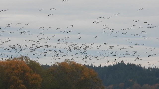 berneška malá - ML644441033