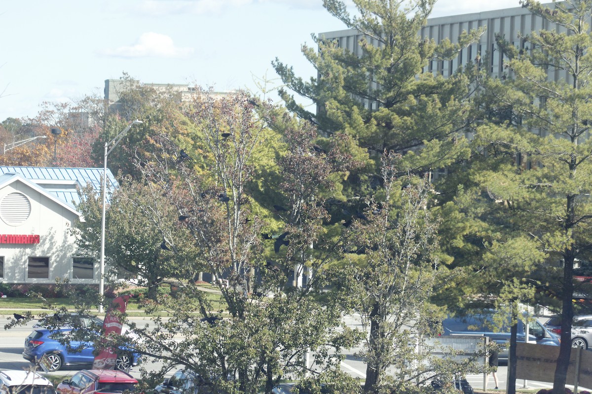 American Crow - ML644441034