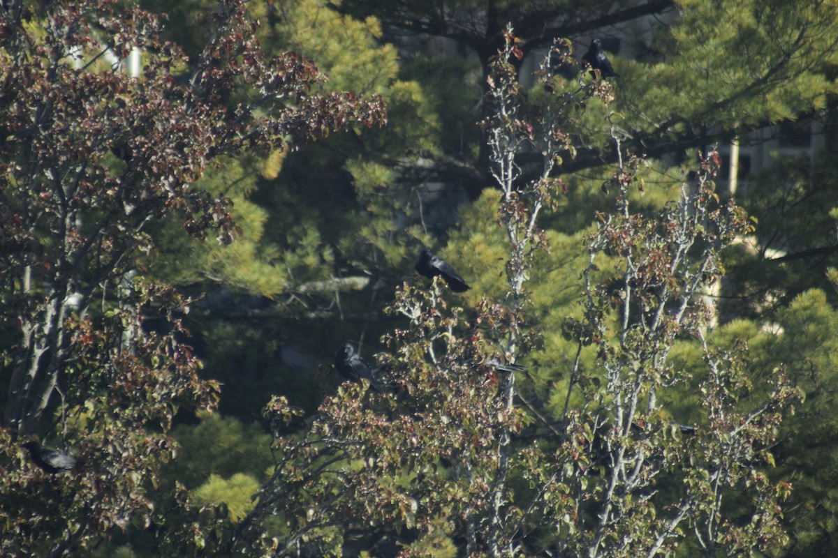 American Crow - ML644441038