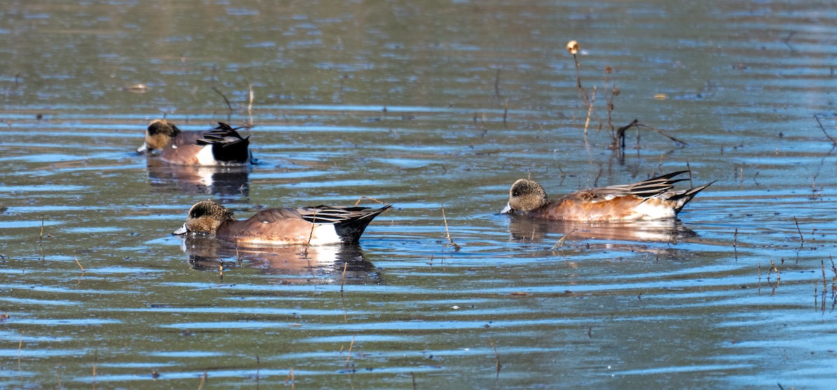 American Wigeon - ML644441043
