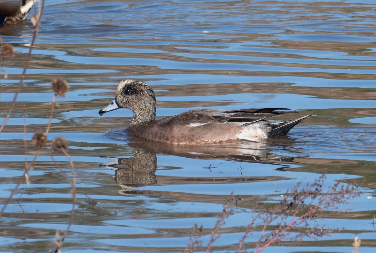 American Wigeon - ML644441044