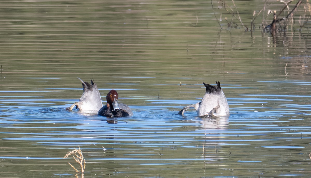 Redhead - ML644441050