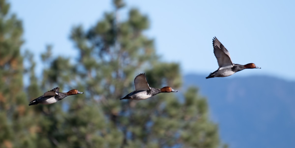 Redhead - ML644441054