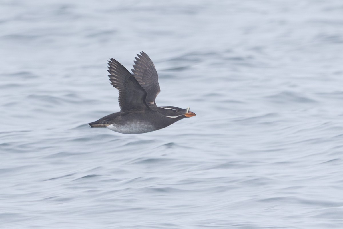 neshornlunde - ML644441074