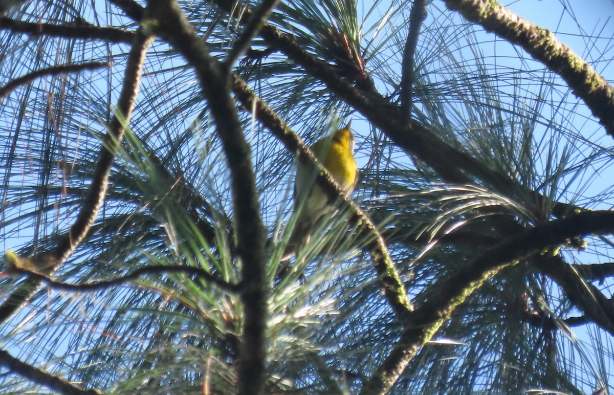 Crescent-chested Warbler - ML644441075