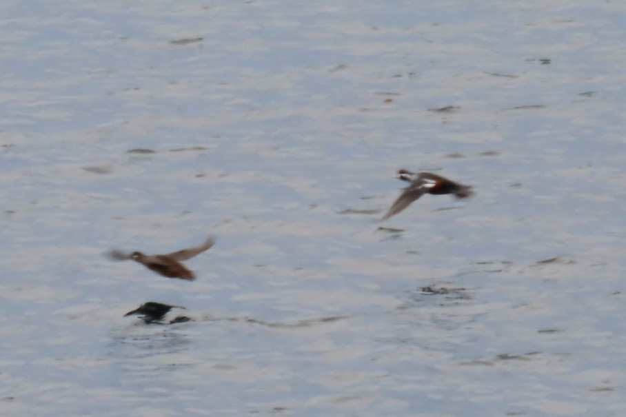 Harlequin Duck - ML644441083