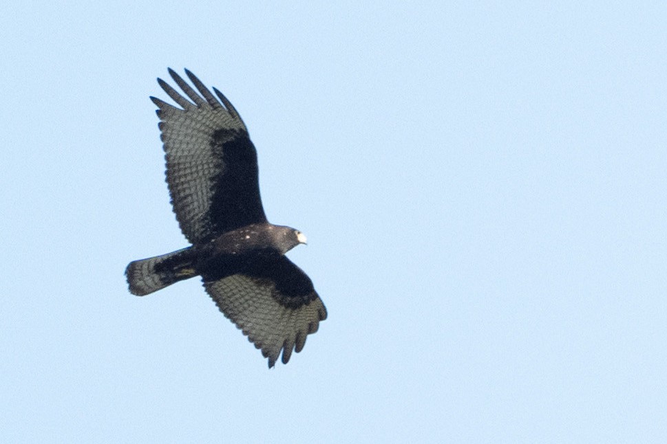 Buse à queue barrée - ML644441091