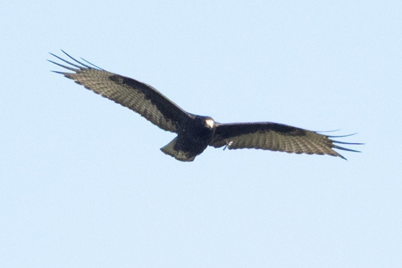 Buse à queue barrée - ML644441092