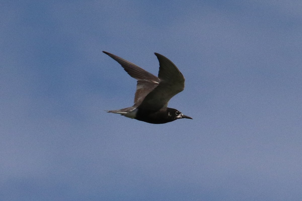 Black Tern - ML64444111