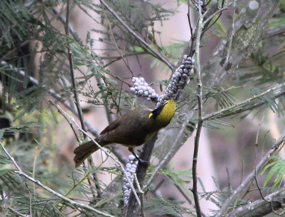 キムネミツスイ - ML644441117