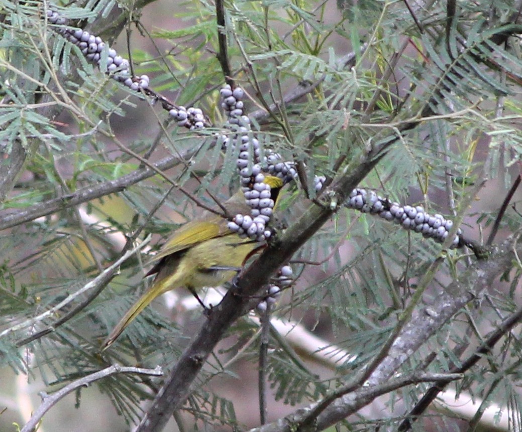 キムネミツスイ - ML644441119