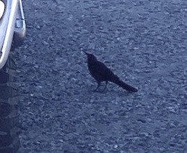 Great-tailed Grackle - ML644441131