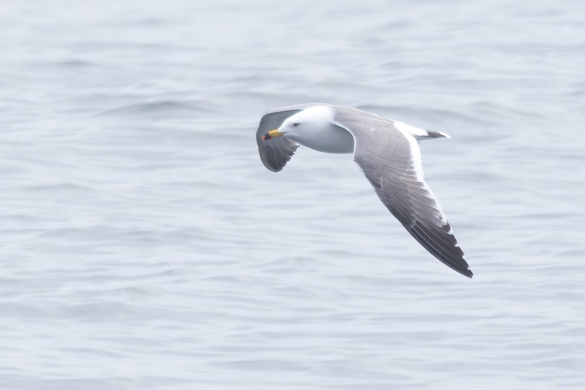 japanmåke - ML644441145