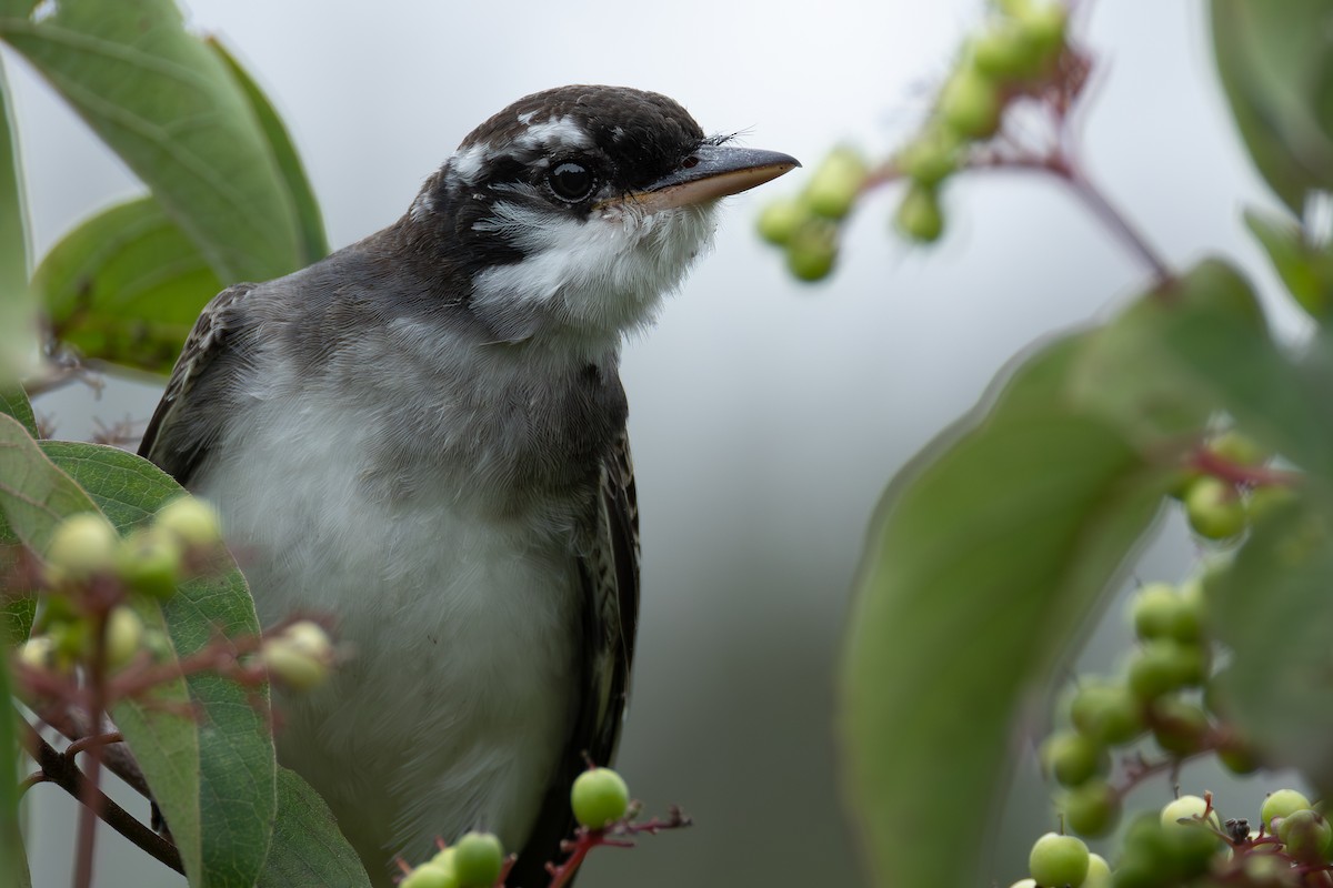 Eastern Kingbird - ML644441151