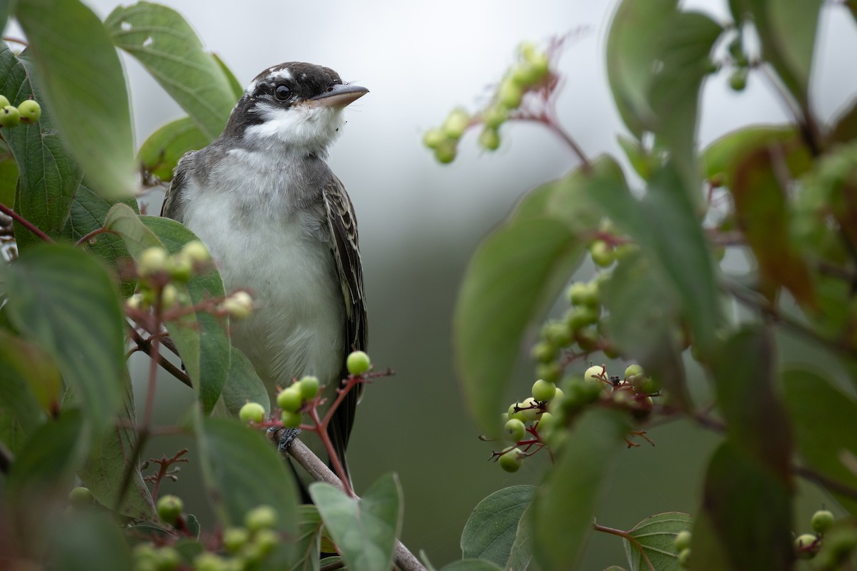Eastern Kingbird - ML644441152