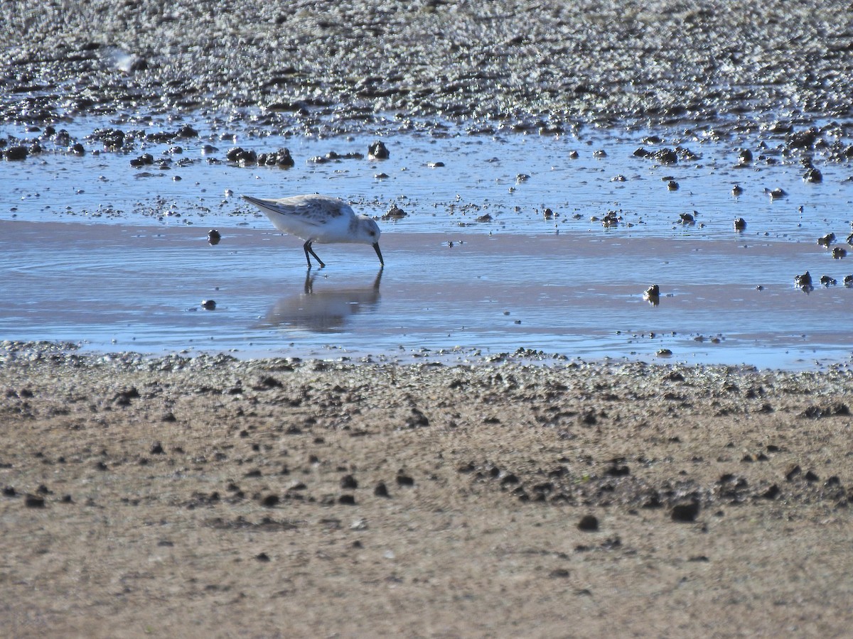 Sanderling - ML644441153