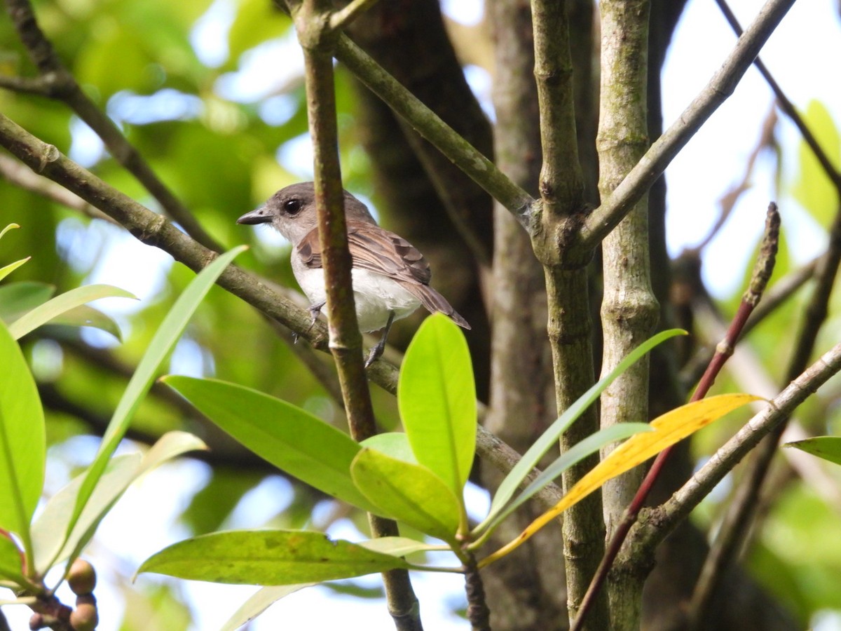 Mangrove Whistler - ML644441156