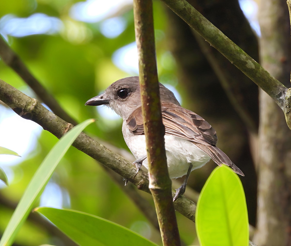 Mangrove Whistler - ML644441159