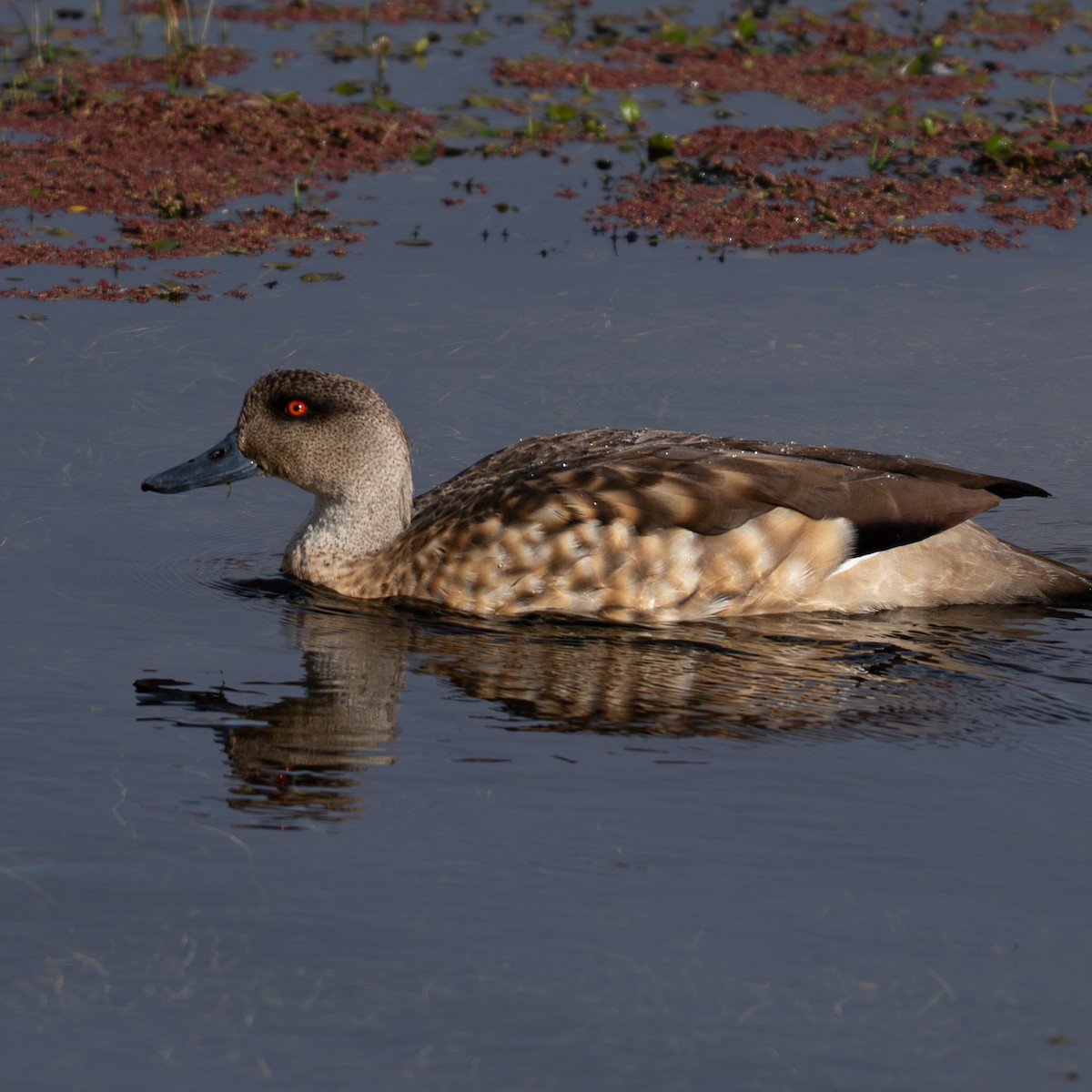 Crested Duck - ML644441171