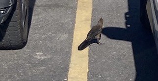 Great-tailed Grackle - ML644441172