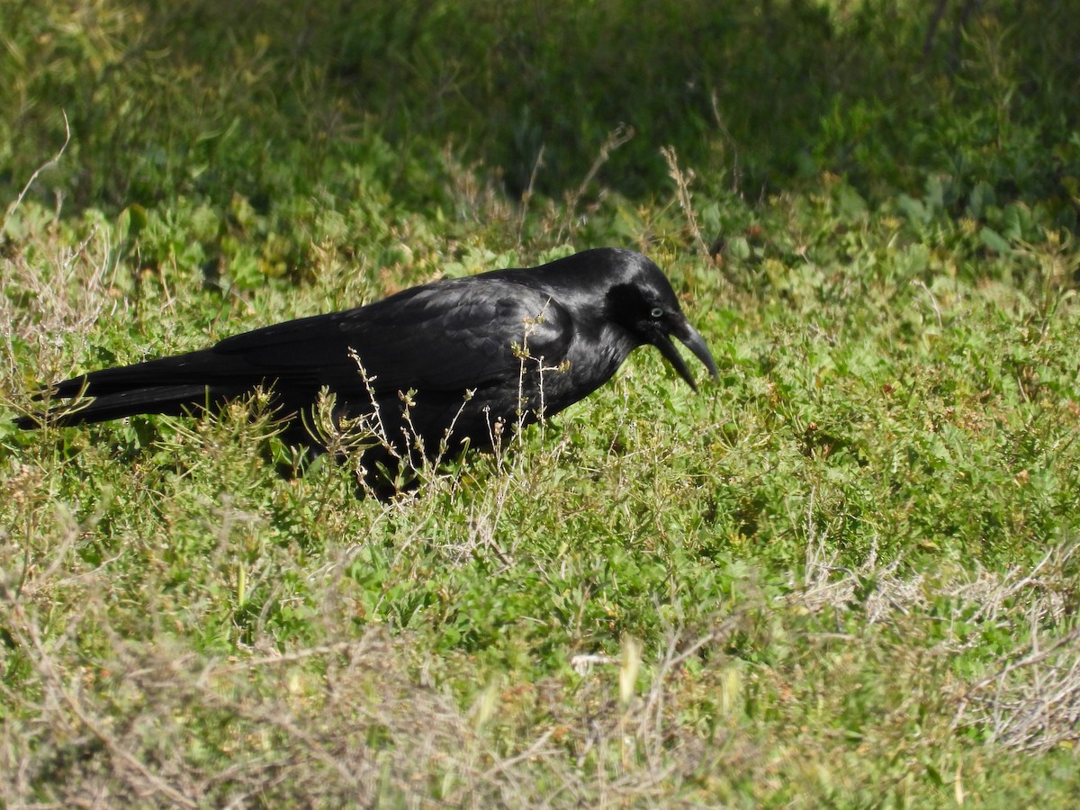 Южноавстралийский ворон - ML644441173