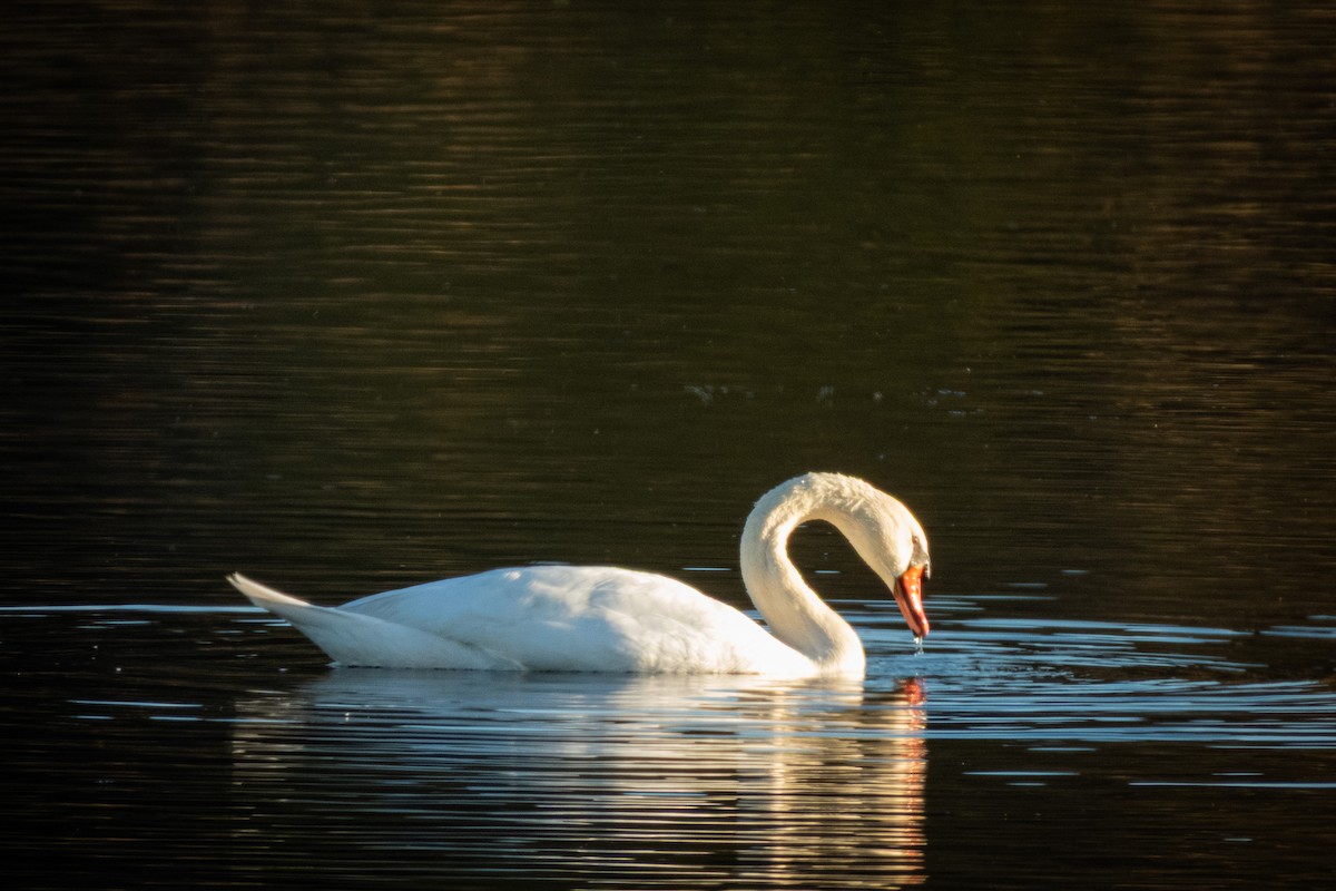 Mute Swan - ML644441174
