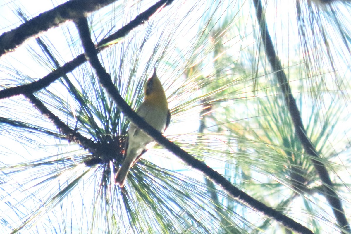 Olive Warbler - ML644441175