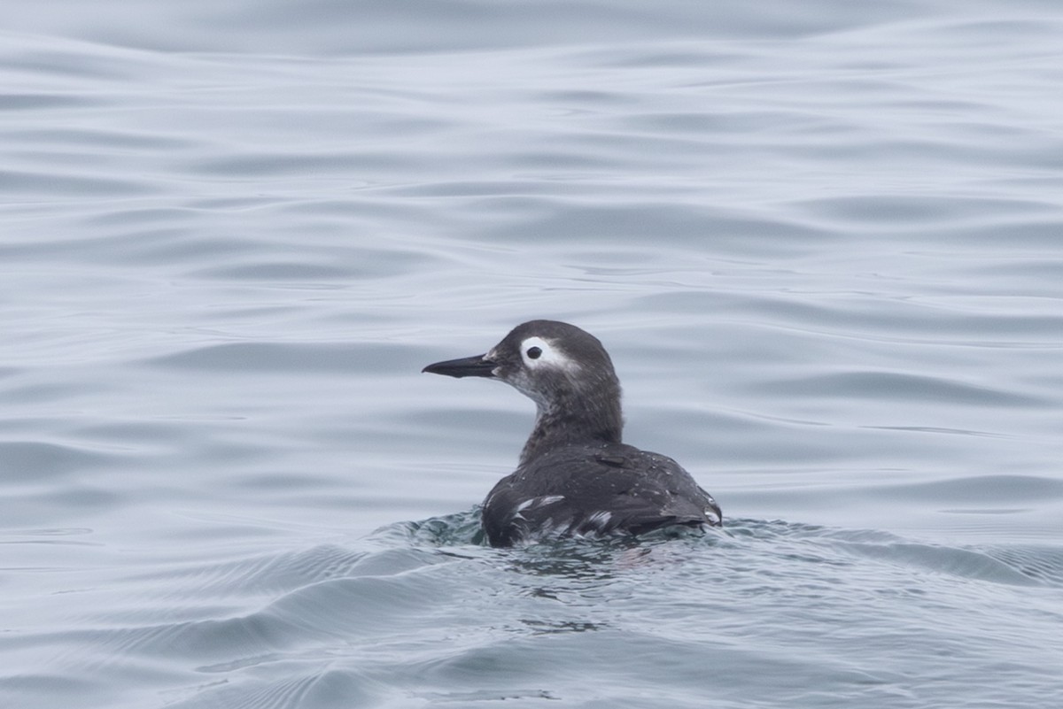 Spectacled Guillemot - ML644441177