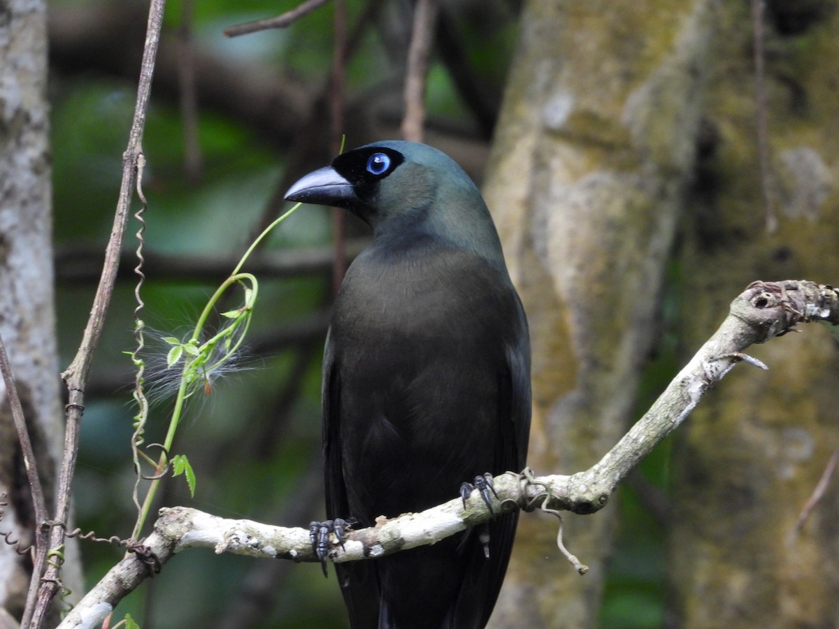 straka tmavá - ML644441179