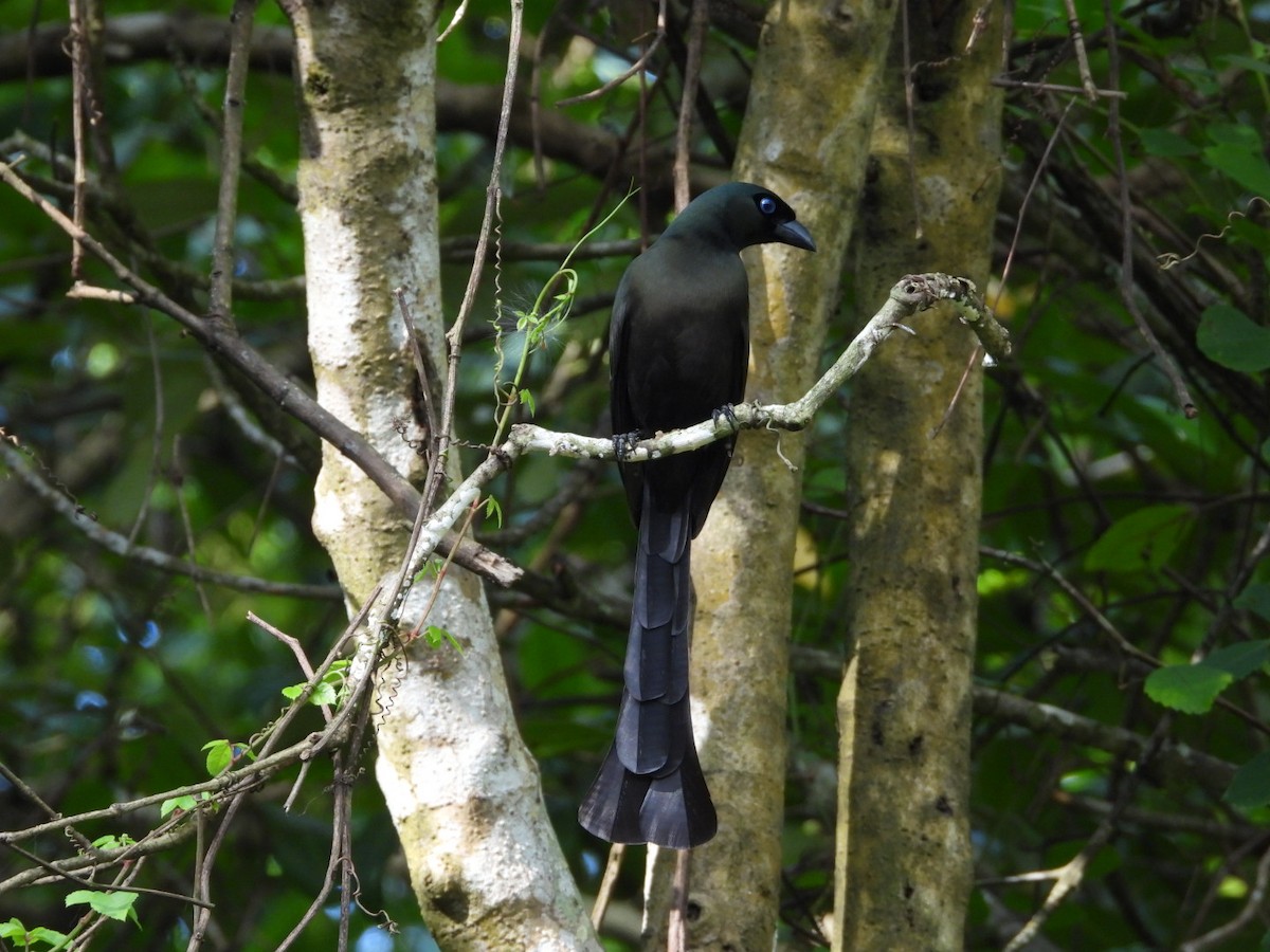 straka tmavá - ML644441180