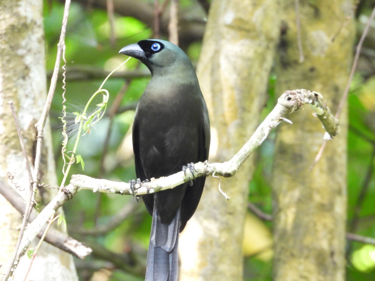 straka tmavá - ML644441181