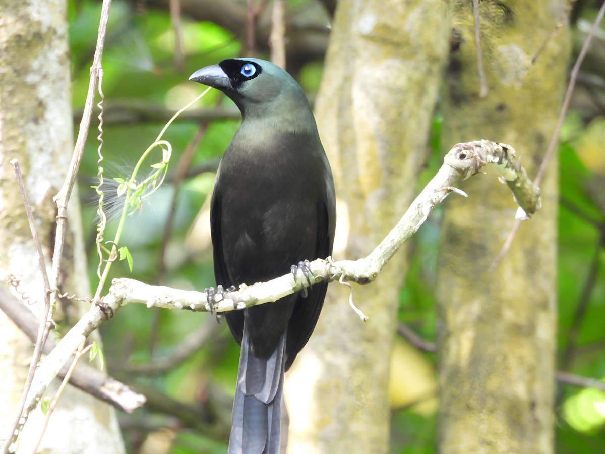 straka tmavá - ML644441182