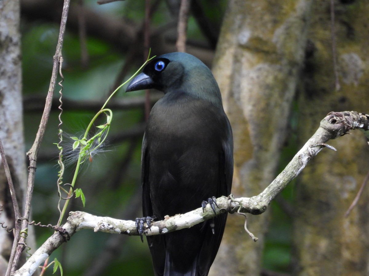 straka tmavá - ML644441183