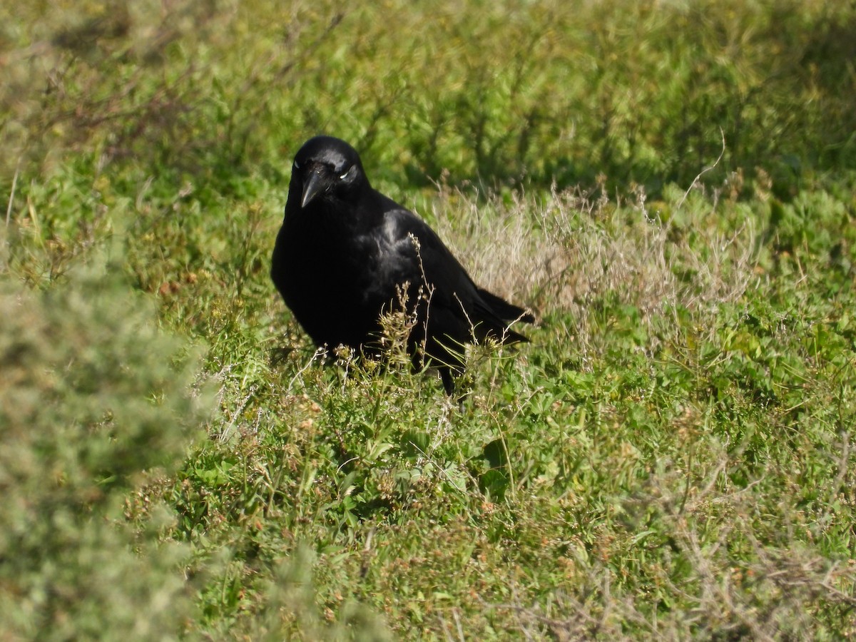 Южноавстралийский ворон - ML644441184
