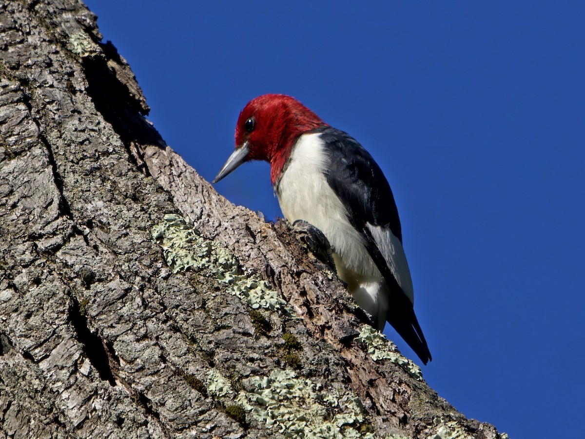Red-headed Woodpecker - ML644441187