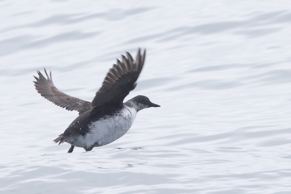 Pigeon Guillemot - ML644441189