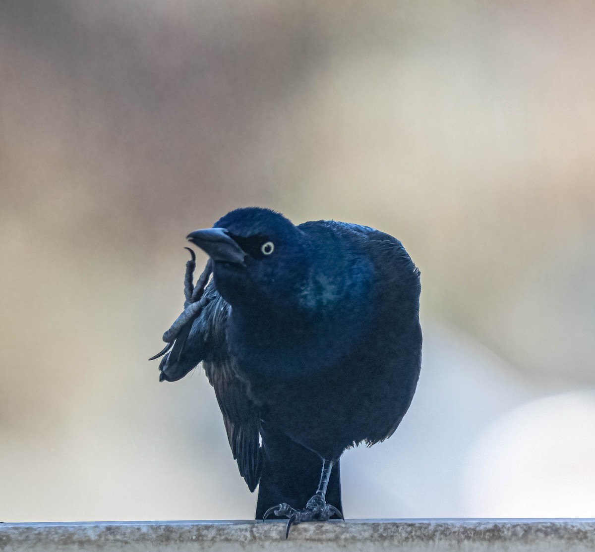 Common Grackle - ML644441194