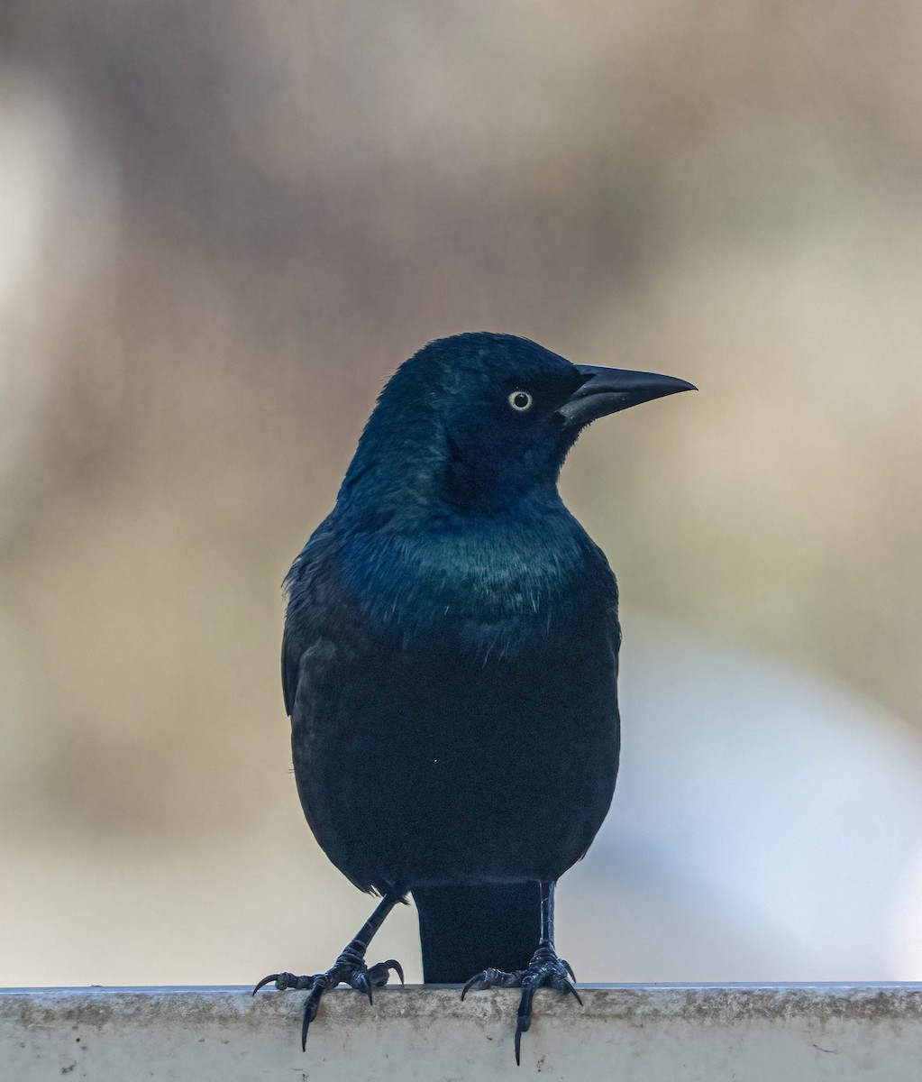 Common Grackle - ML644441195