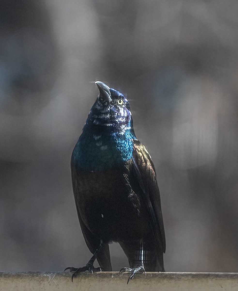 Common Grackle - ML644441196