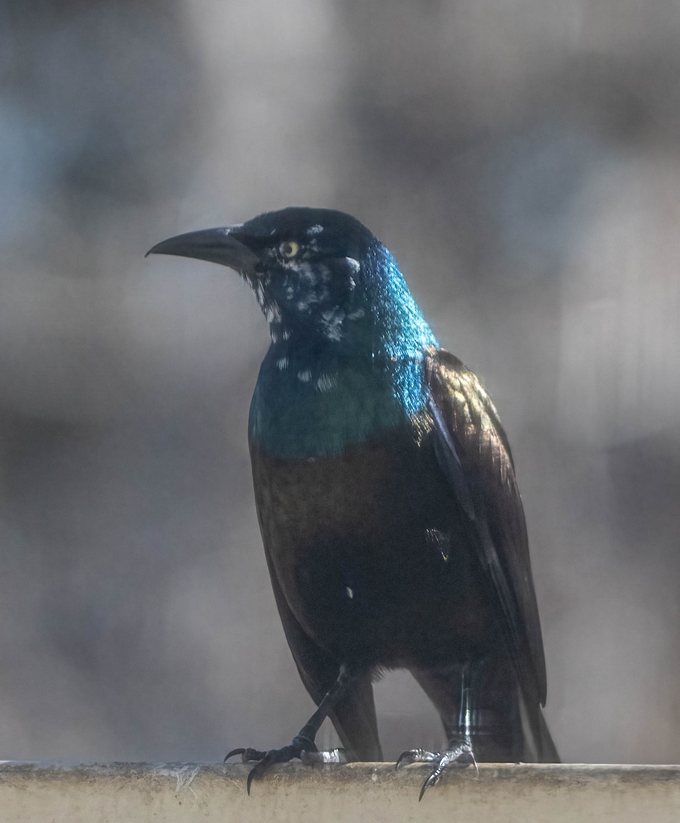Common Grackle - ML644441197