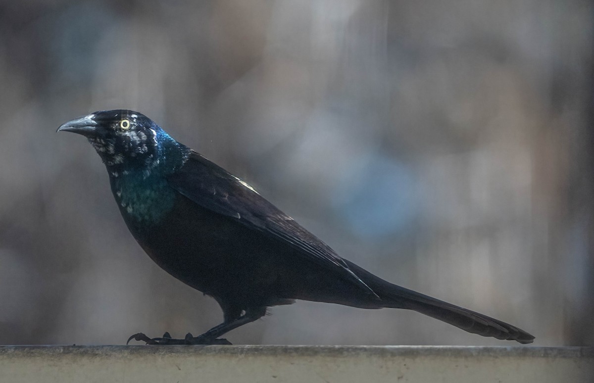 Common Grackle - ML644441198