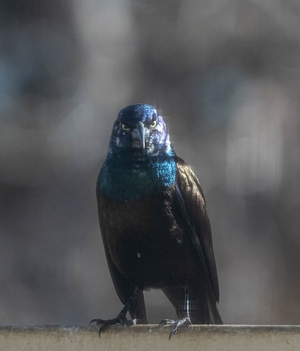 Common Grackle - ML644441199