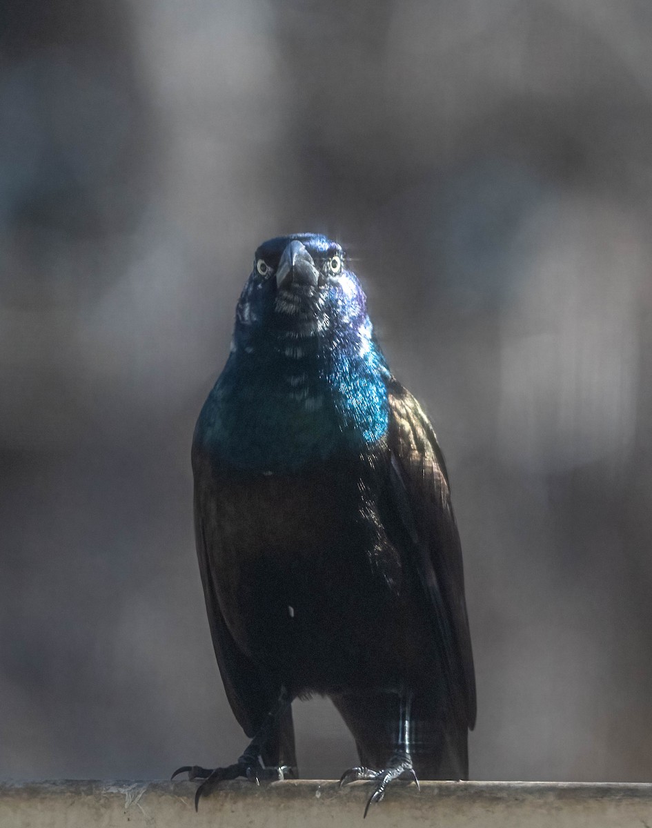 Common Grackle - ML644441200