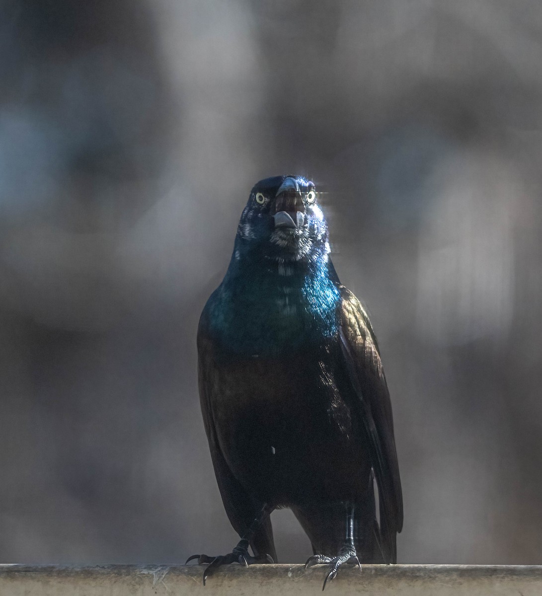 Common Grackle - ML644441201