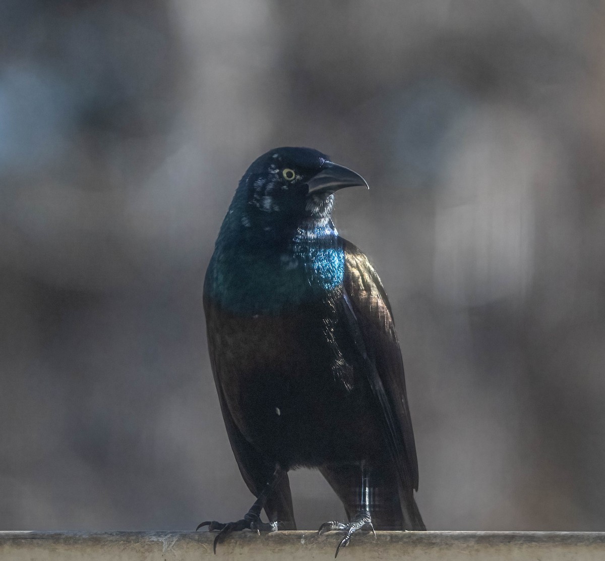 Common Grackle - ML644441202