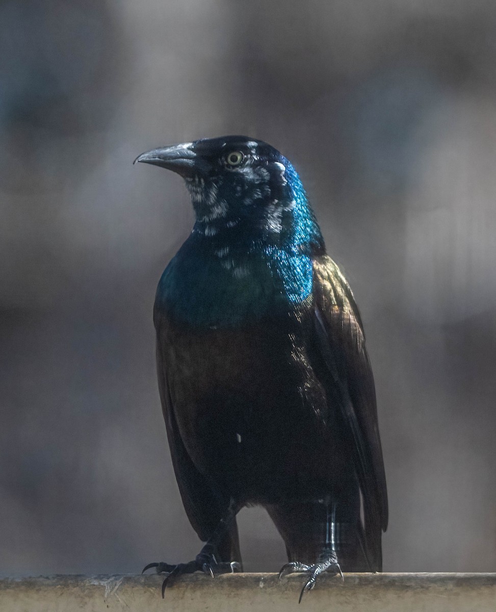 Common Grackle - ML644441203